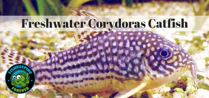 Freshwater corydoras catfish