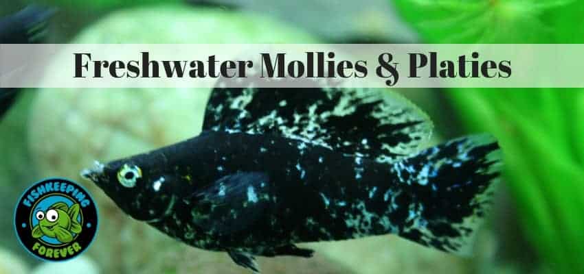 Freshwater mollies & platies