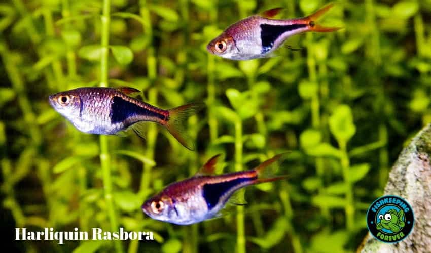 Rasbora arlequin