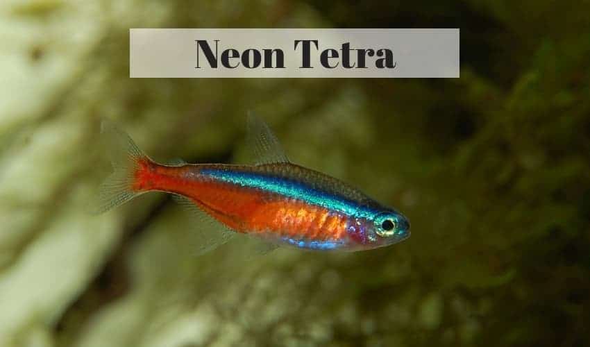 neon tetra