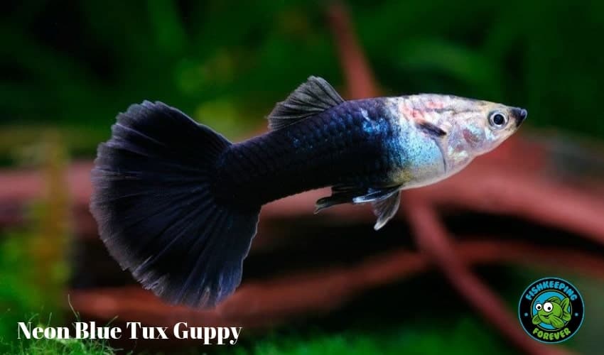 beautiful tropical freshwater fish