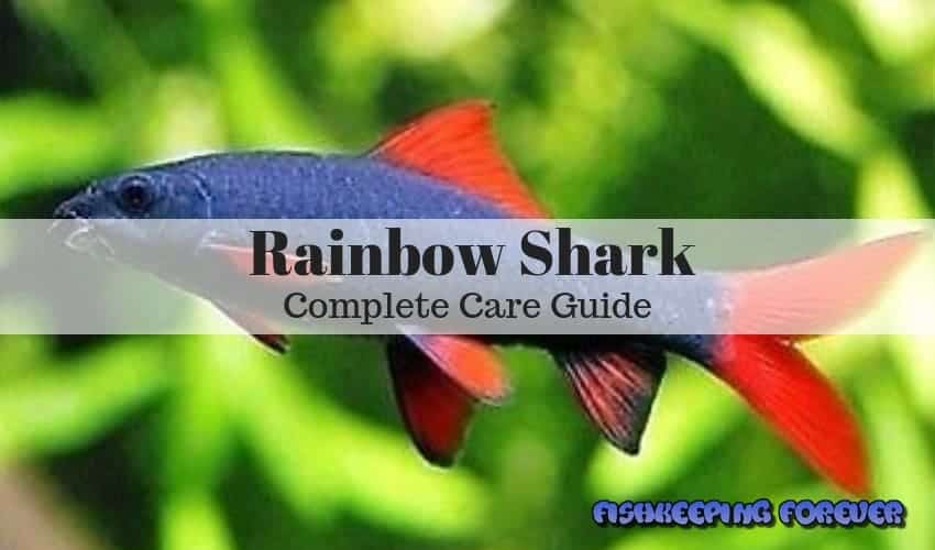 Rainbow shark