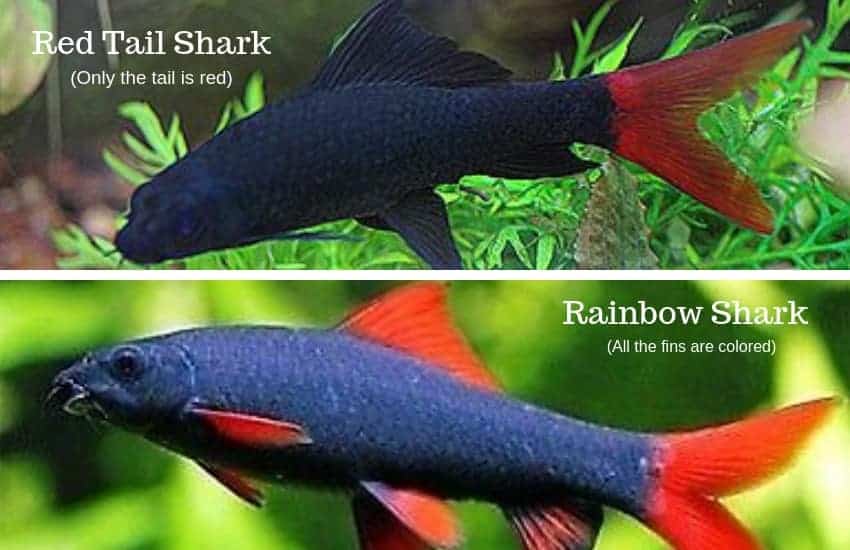 Rainbow shark v Red tail shark