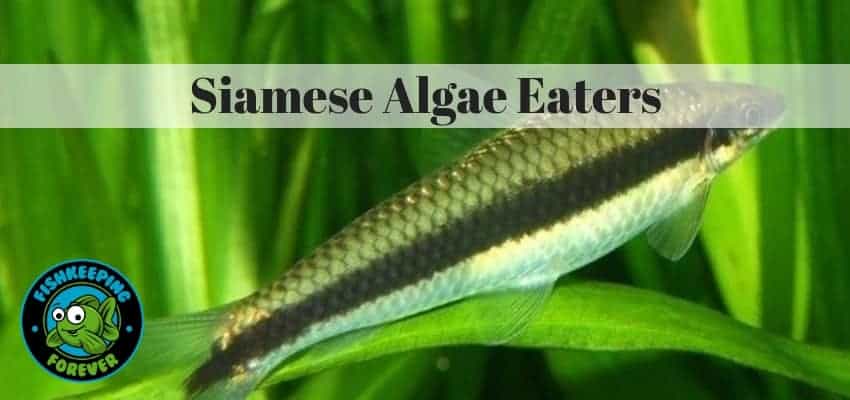 siamese algae eaters