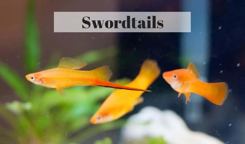 swordtail tropical fish. 