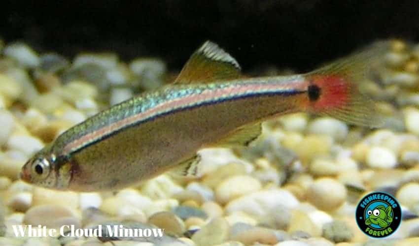 White cloud minnow