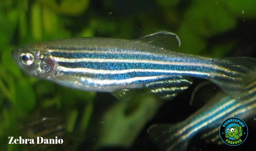 zebra danio