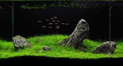 14 Best Aquascaping Fish Perfect Schooling Fish