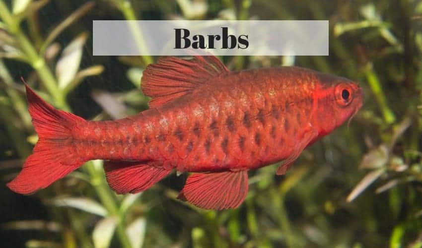 barb tropical freshwater fish