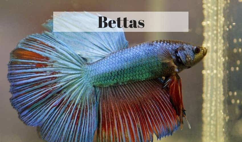 pesce tropicale betta