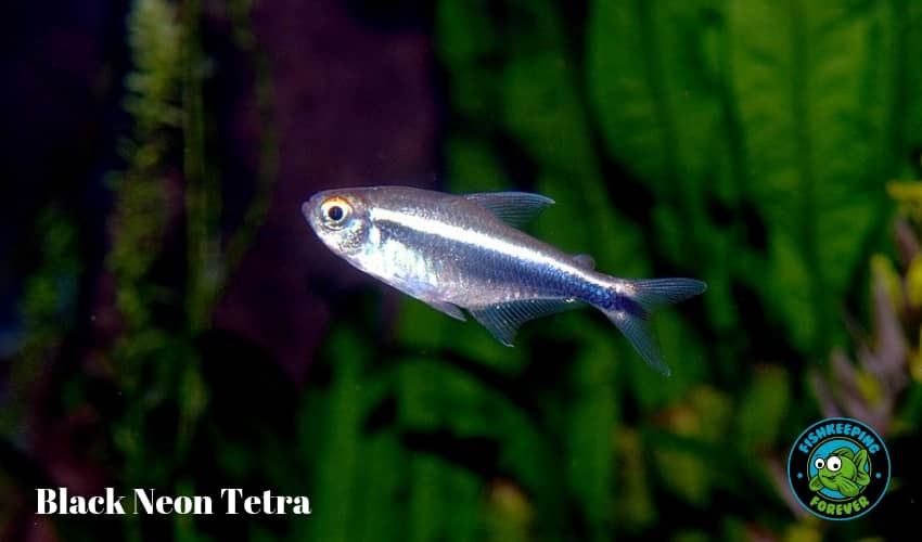 black Neon Tetra