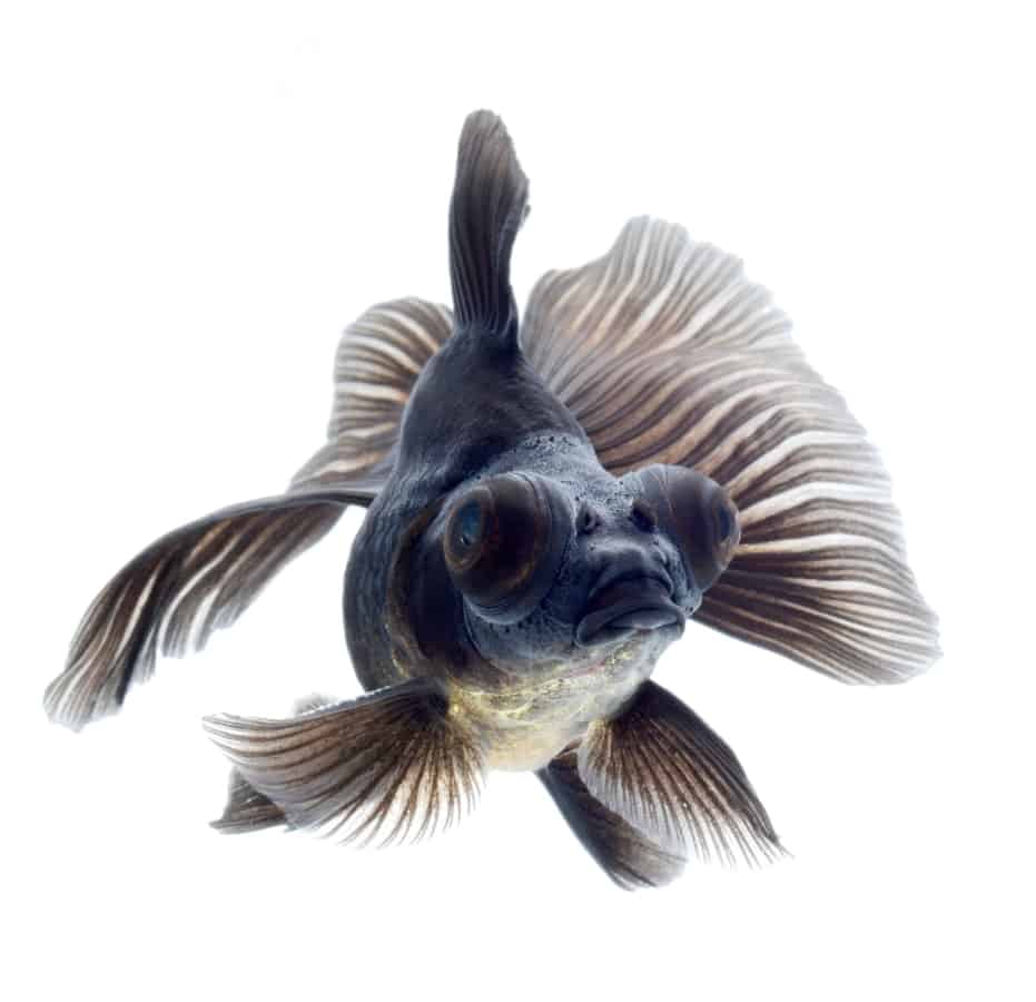 black telescope fish price