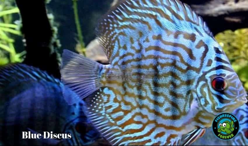 Blue Discus