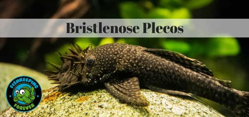 bristlenose plecos