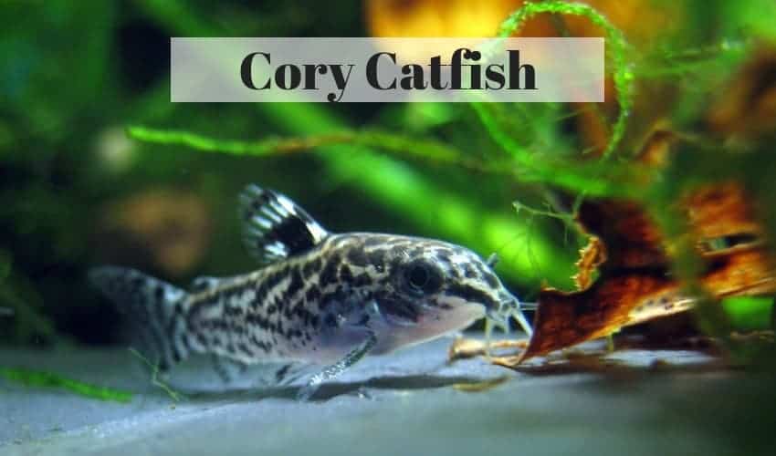 cory catfish