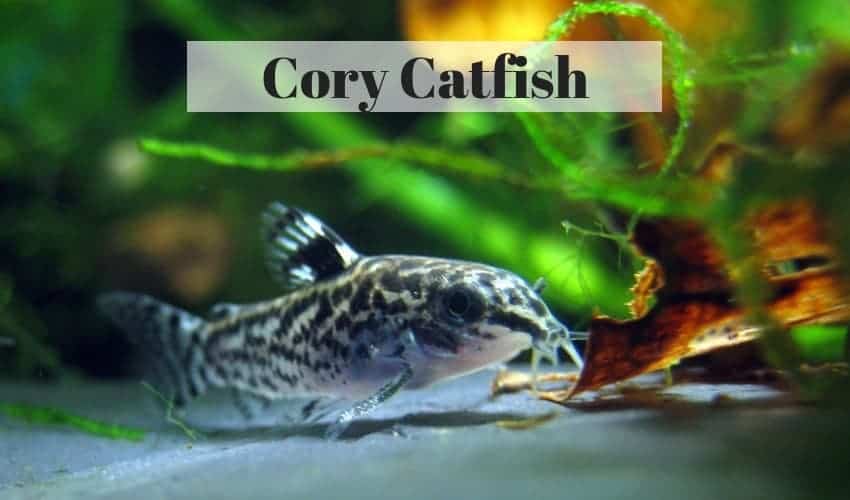 poisson-chat cory