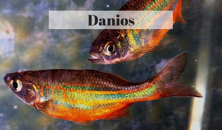 danio freshwater tropical fish