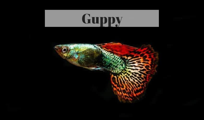 guppy freshwater tropical fish