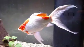 Sarasa Comet Care Feeding Breeding Cost Guide Fishkeeping Forever