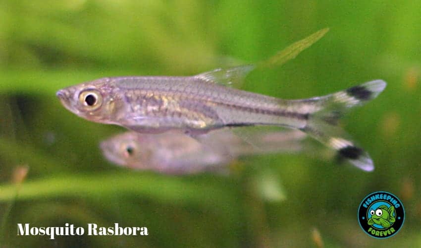 mosquito rasbora