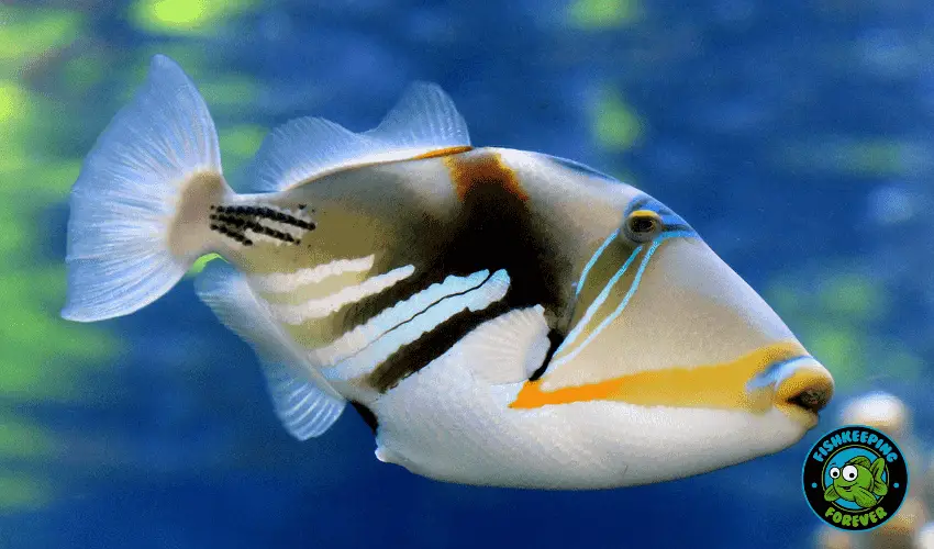 picasso triggerfish