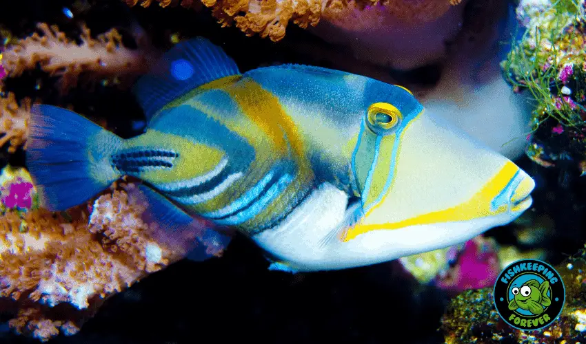 picasso triggerfish-fishkeepingforever