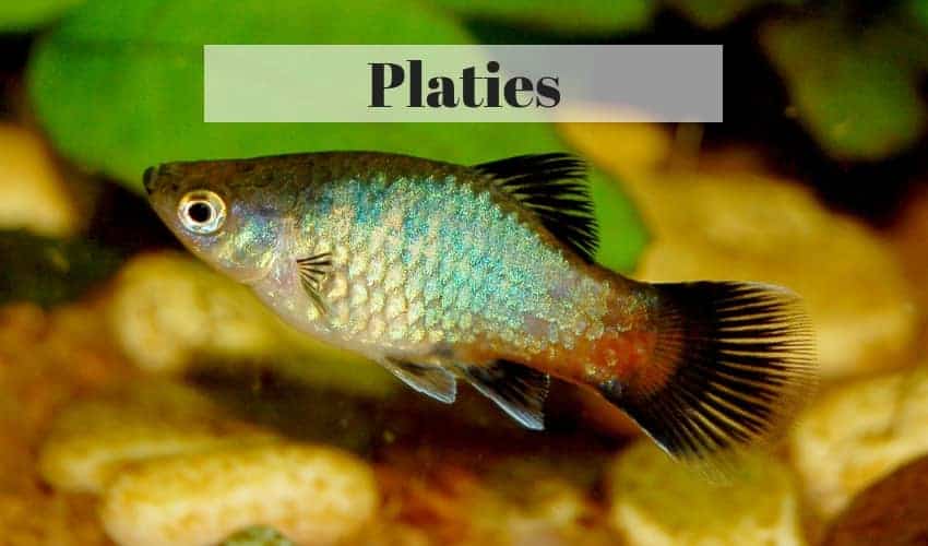 Platies tropical fish