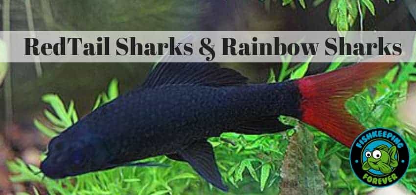 redtail sharks & rainbow sharks