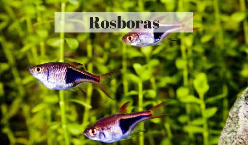 Rasbora tropical fish