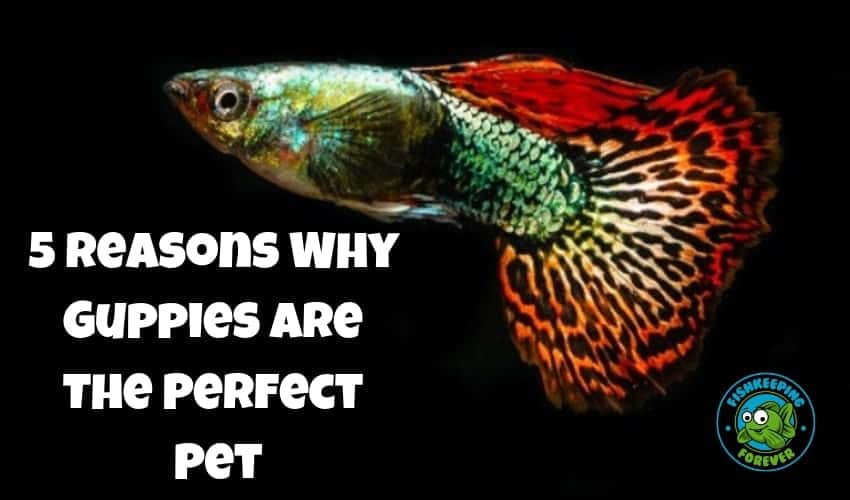 5 Reasons Why Guppies Are The Perfect Pet