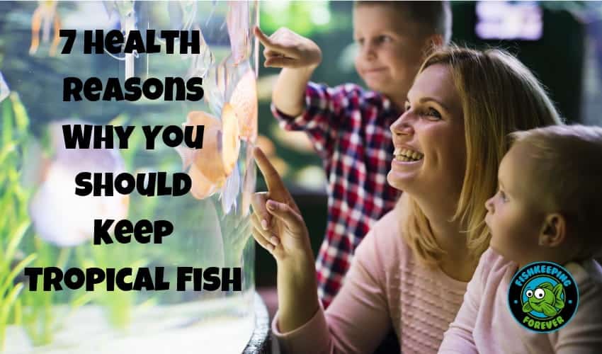 7 Health Reasons Why You Should Keep Tropical Fish