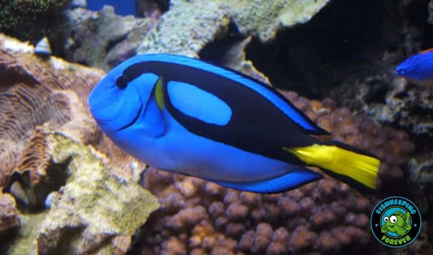 blue tang