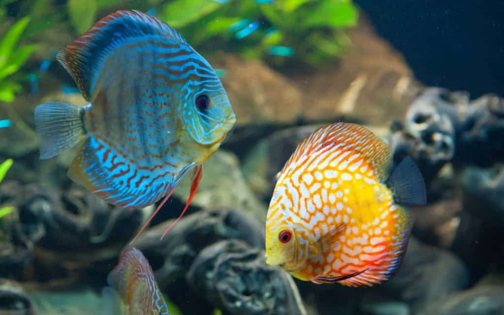 discus fish-a basic guide for beginners