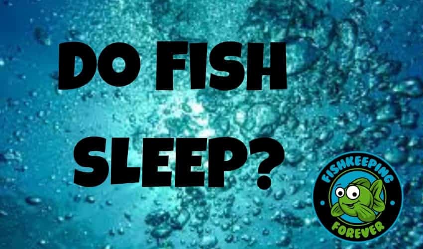 do fish sleep?