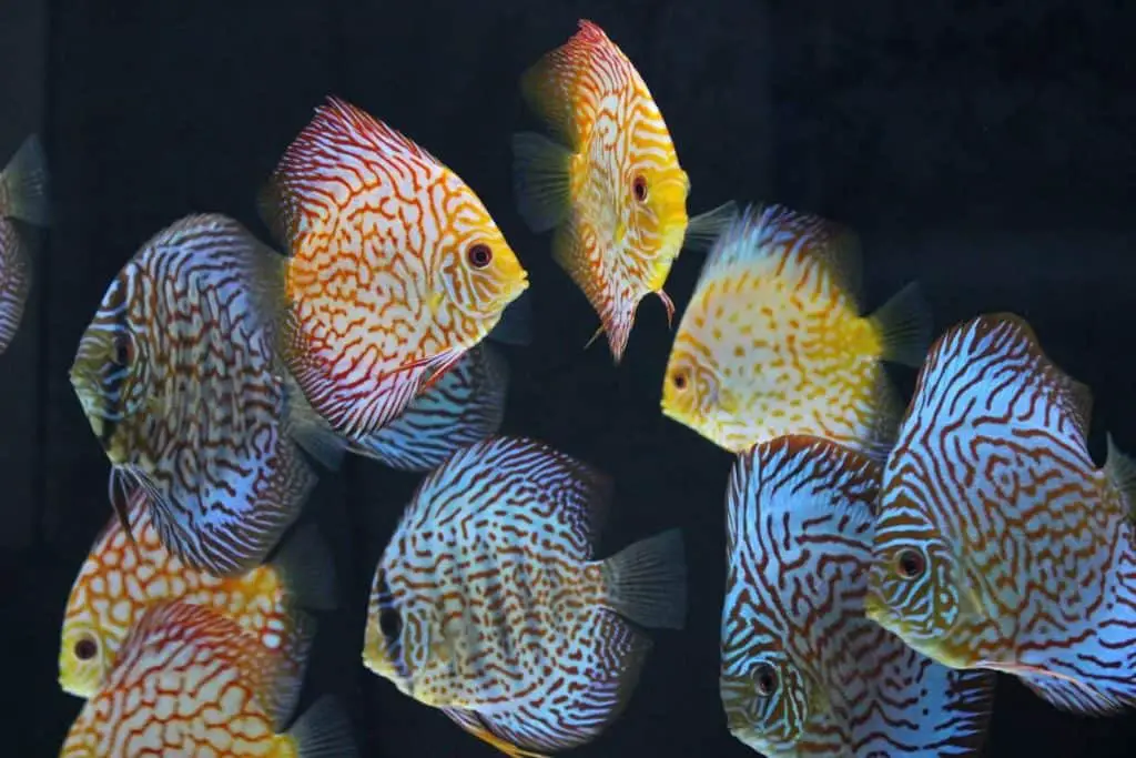 discus fish