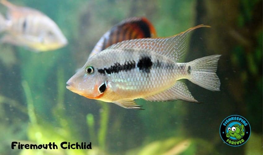 Firemouth cichlid