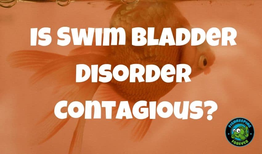 Is-Swim-Bladder-Disorder-Contagious?