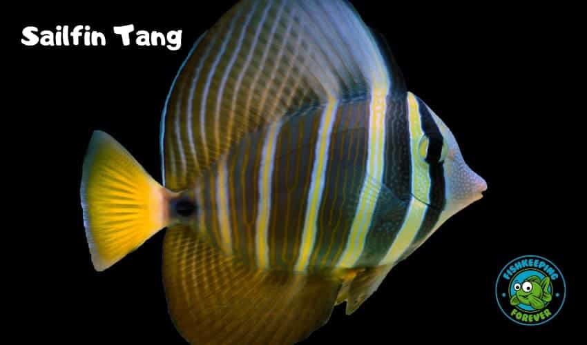 Sailfin Tang