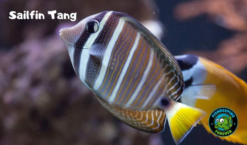 Sailfin Tang