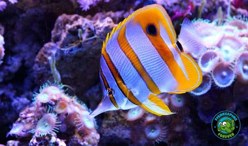 copperband butteryfly fish