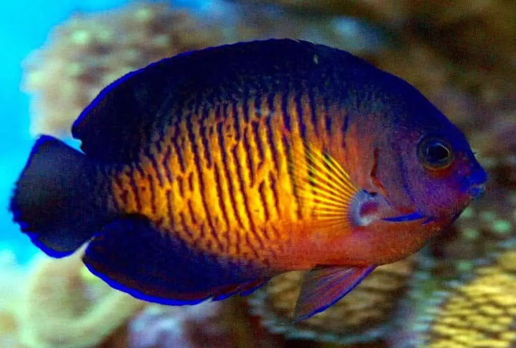 Coral Beauty fish