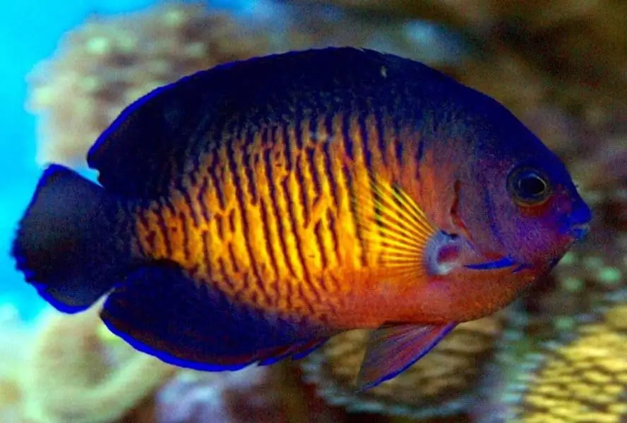 Coral Beauty Angelfish – Ultimate Care & Buyers Guide – Fishkeeping Forever