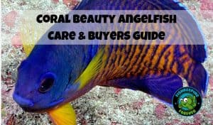 Coral Beauty Angelfish – Ultimate Care & Buyers Guide – Fishkeeping Forever