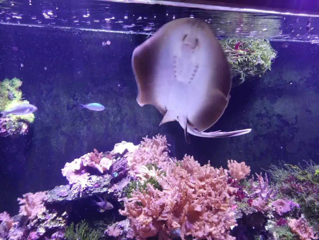 blue spotted stingray