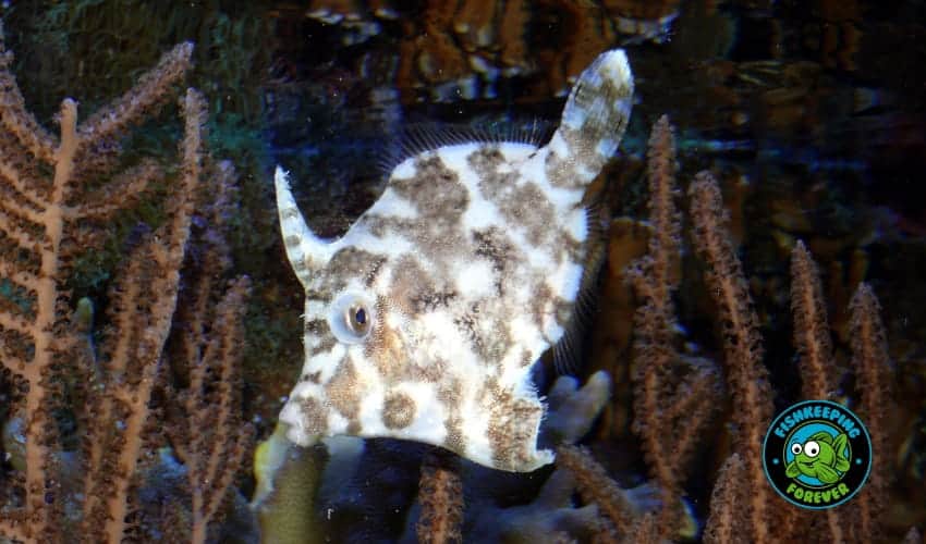 filefish