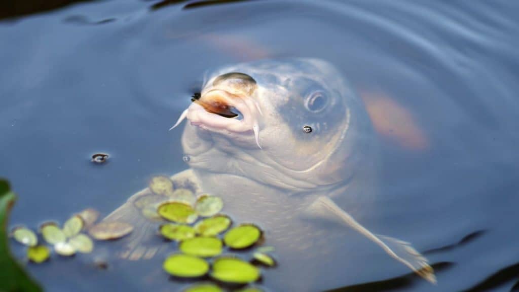 oldest koi carp