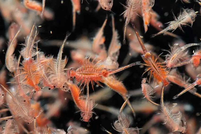 Live brine shrimp