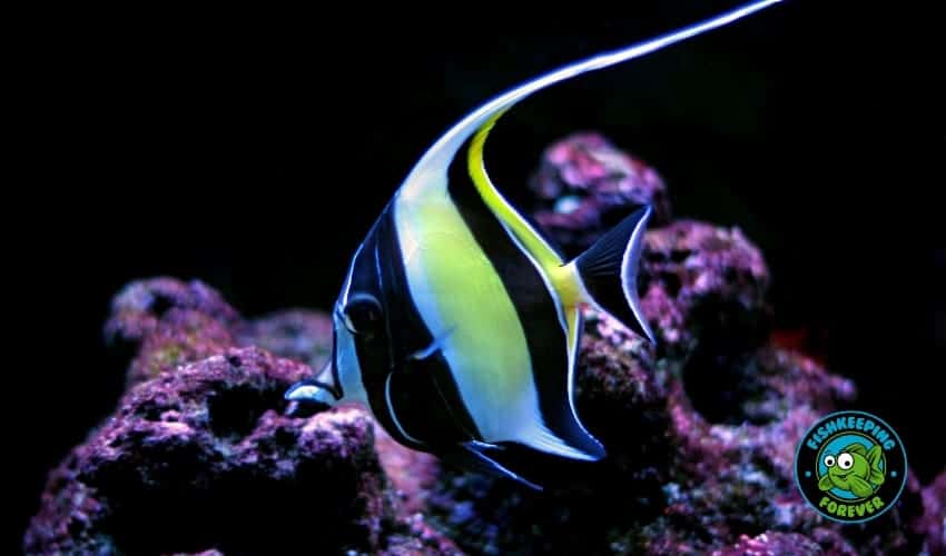 moorish idol