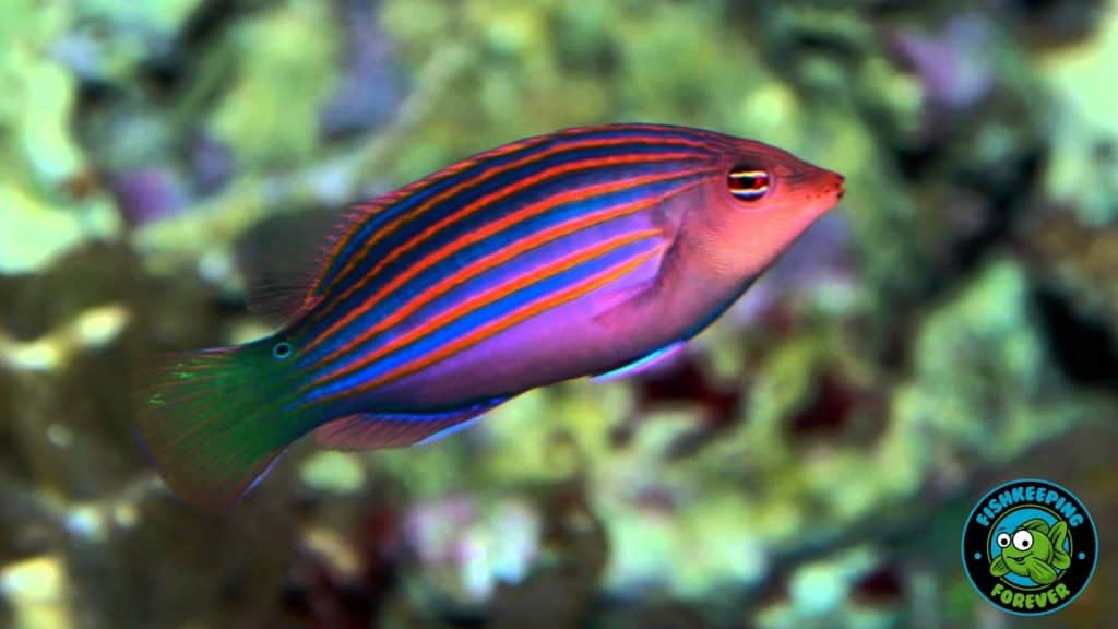 six line wrasse