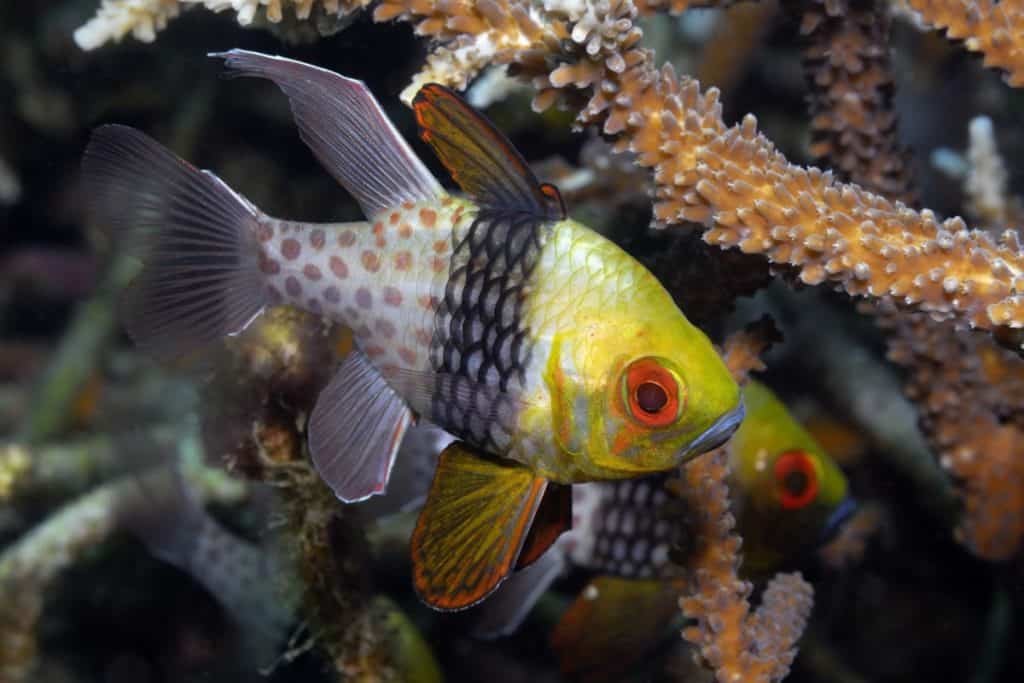 Pajama Cardinalfish: Care | Breeding | Feeding and Cost – Fishkeeping